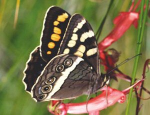 home-pic2
